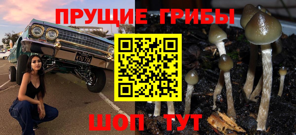 Псилоцибиновые грибы Psilocybe Казань